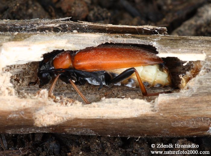 tesařík obecný, Stictoleptura rubra rubra, Cerambycidae, Lepturini (Brouci, Coleoptera)