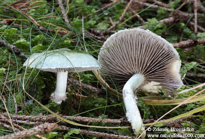 límcovka měděnková, Stropharia aeruginosa, Strophariaceae (Houby, Fungi)
