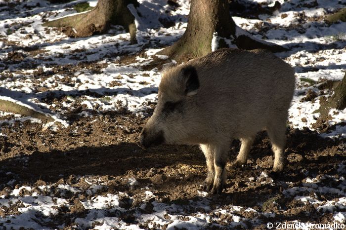 Feral Pig, Sus scrofa, Suidae (Mammals, Mammalia)