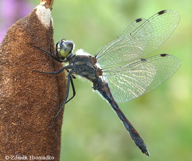 Vážka tmavá, Sympetrum danae (Vážky, Odonata)