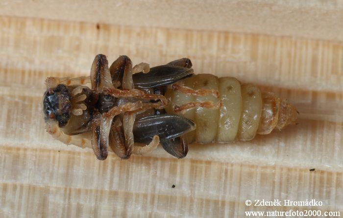 tesařík smrkový, Tetropium castaneum var. rufomarginatum Roubal, Cerambycidae, Asemini (Brouci, Coleoptera)