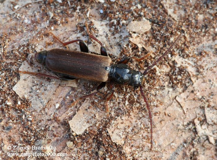 tesařík smrkový, Tetropium castaneum var. rufomarginatum Roubal, Cerambycidae, Asemini (Brouci, Coleoptera)