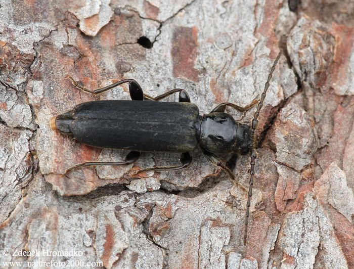 tesařík smrkový, Tetropium castaneum var. aulicum, Cerambycidae, Asemini (Brouci, Coleoptera)