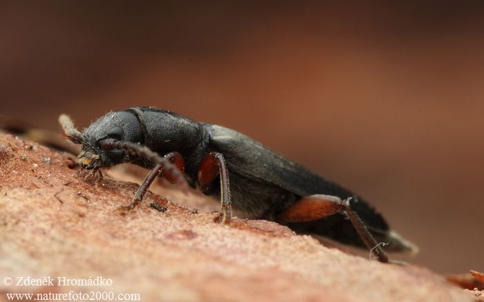 tesařík modřínový, Tetropium gabrieli, Cerambycidae, Asemini (Brouci, Coleoptera)