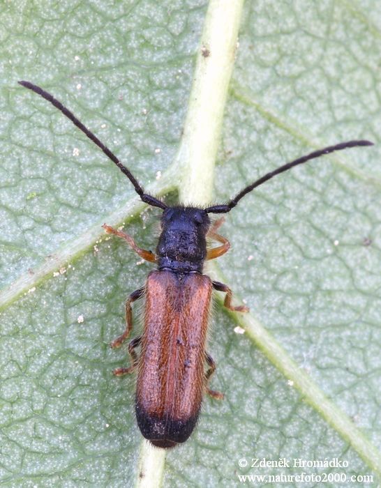 Kozlíček ovocný, Tetrops praeustus praeustus, Cerambycidae, Tetropini (Brouci, Coleoptera)