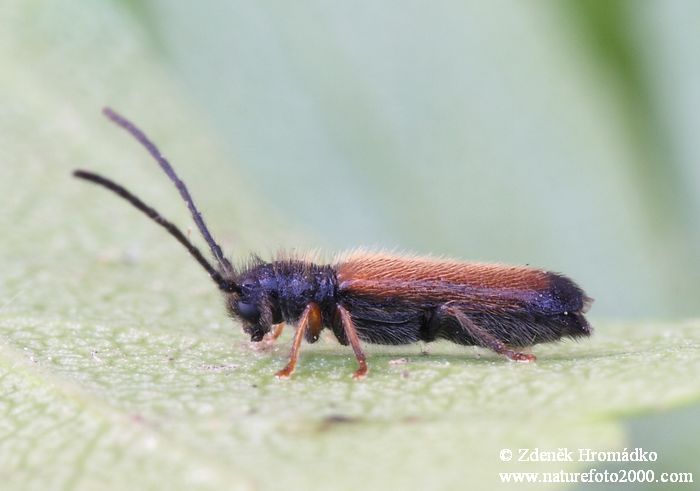 Kozlíček ovocný, Tetrops praeustus praeustus (Brouci, Coleoptera)