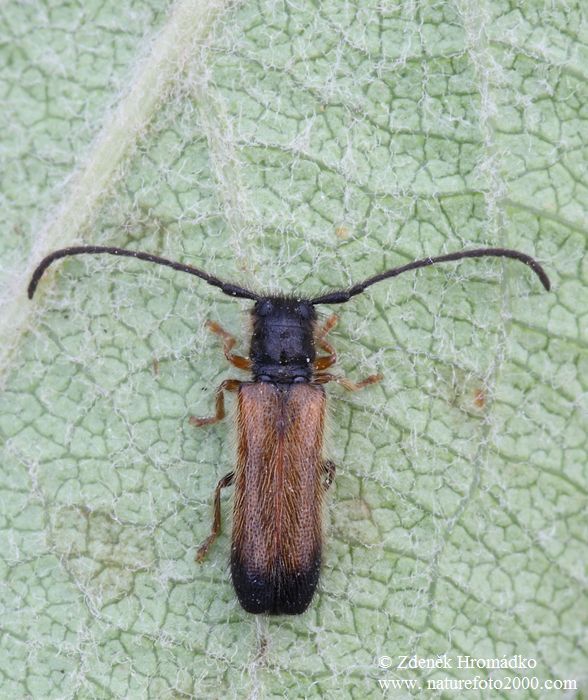 Kozlíček ovocný, Tetrops praeustus praeustus (Brouci, Coleoptera)
