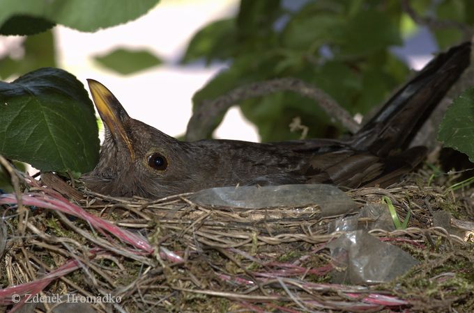 Blackbird, Turdus merula (Birds, Aves)