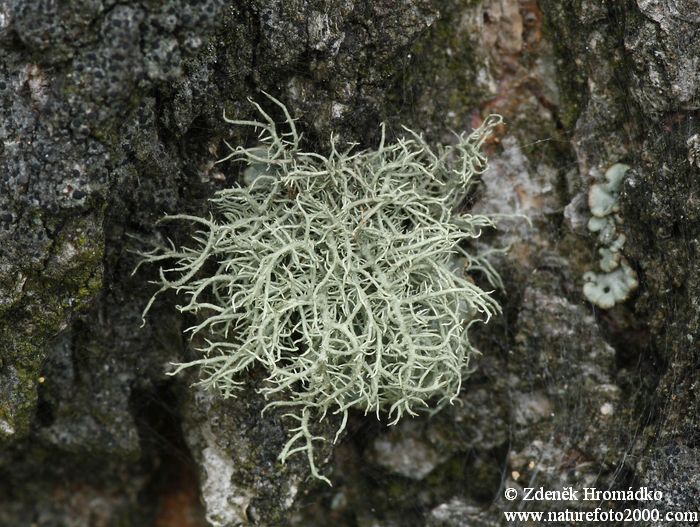 Beard Lichen, Usnea hirta, Parmeliaceae (Mushrooms, Fungi)