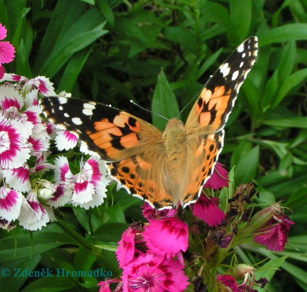 Babočka bodláková, Vanessa cardui (Motýli, Lepidoptera)