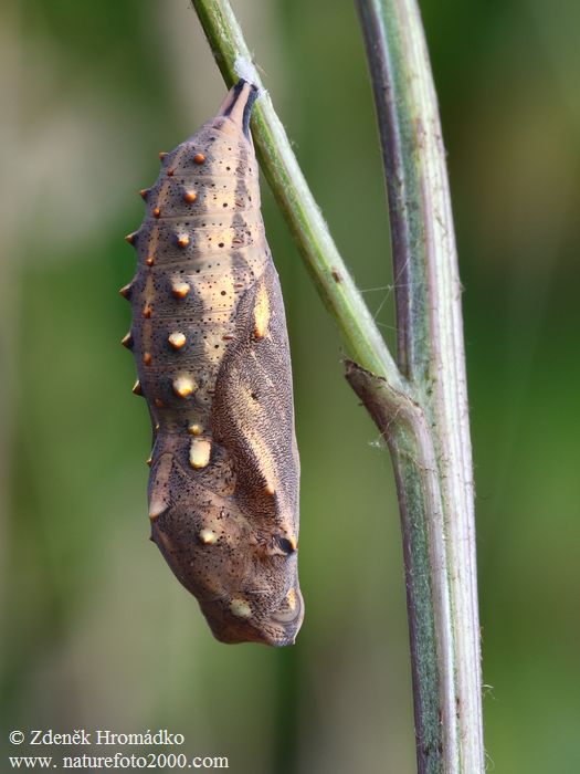 Babočka bodláková, Vanessa cardui (Motýli, Lepidoptera)