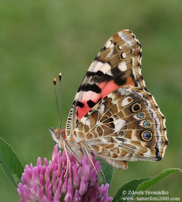 Painted Lady, Vanessa cardui (Butterflies, Lepidoptera)