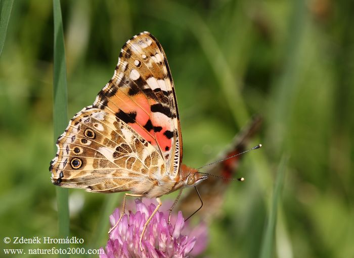 Painted Lady, Vanessa cardui (Butterflies, Lepidoptera)