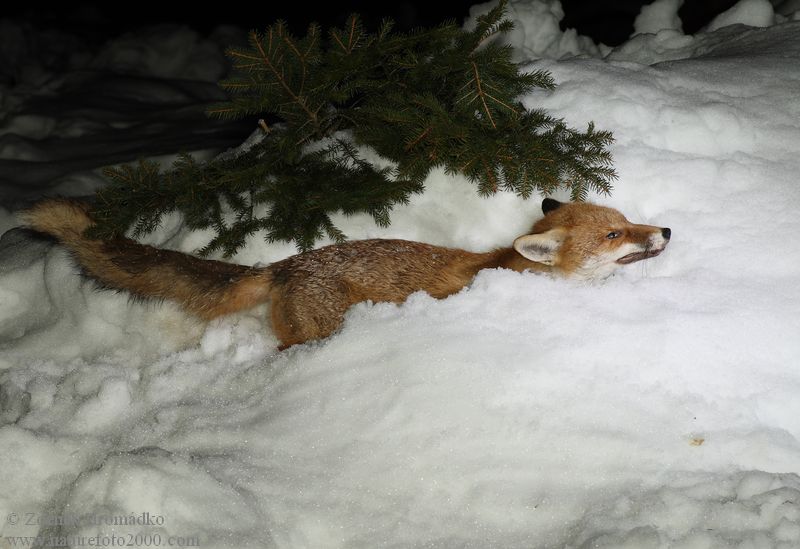 Red Fox, Vulpes vulpes, Canidae (Mammals, Mammalia)