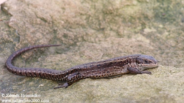 Common Lizard, Zootoca vivipara (Reptiles, Reptilia)