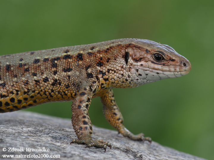 Common Lizard, Zootoca vivipara (Reptiles, Reptilia)