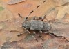 kozlíček dazule (Brouci), Acanthocinus aedilis, Cerambycidae, Acanthocinini (Coleoptera)
