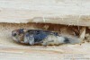 kozlíček (Brouci), Acanthocinus griseus griseus, Cerambycidae, Acanthocinini (Coleoptera)