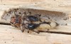 kozlíček (Brouci), Acanthocinus griseus griseus, Cerambycidae, Acanthocinini (Coleoptera)