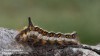 Šípověnka trnková (Motýli), Acronicta psi (Lepidoptera)