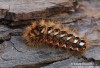 šípověnka hojná (Motýli), Acronicta rumicis (Lepidoptera)
