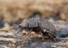 roháček (Brouci), Aesalus scarabaeoides (Coleoptera)