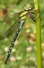 Šídlo modré (Vážky), Aeshna cyanea (Odonata)