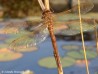 Šídlo velké (Vážky), Aeshna grandis (Odonata)