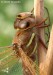 Šídlo velké (Vážky), Aeshna grandis (Odonata)