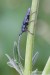 kozlíček chrastavcový (Brouci), Agapanthia intermedia, Agapanthiini (Coleoptera)