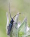 kozlíček chrastavcový (Brouci), Agapanthia intermedia, Agapanthiini (Coleoptera)