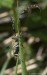 Tesařík úzkoštítý (Brouci), Agapanthia villosoviridescens, Agapanthiini (Coleoptera)