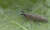 Tesařík úzkoštítý (Brouci), Agapanthia villosoviridescens, Cerambycidae, Agapanthiini (Coleoptera)