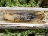 Tesařík úzkoštítý (Brouci), Agapanthia villosoviridescens, Cerambycidae, Agapanthiini (Coleoptera)