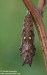 Babočka kopřivová (Motýli), Aglais urticae (Lepidoptera)
