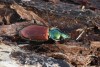 střevlíček šestitečný (Brouci), Agonum sexpunctatum, Carabidae (Coleoptera)
