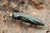 polník (Brouci), Agrilus sulcicollis,Buprestidae (Coleoptera)