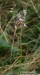 česnek planý (Rostliny), Allium oleraceum (Plantae)
