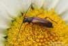 tesařík (Brouci), Alosterna tabacicolor tabacicolor, Cerambycidae, Lepturini (Coleoptera)