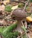 muchomůrka porfyrová (Houby), Amanita porphyria, Amanitaceae (Fungi)
