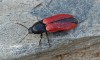 kovařík krvavý (Brouci), Ampedus sanguineus (Coleoptera)