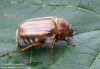 chroustek letní (Brouci), Amphimallon solstitiale, Scarabaeoidea, Melolonthidae (Coleoptera)