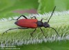 tesařík (Brouci), Anastrangalia sanguinolenta, Cerambycidae, Lepturini (Coleoptera)