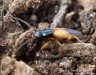 střevlíček ošlejchový (Brouci), Anchomenus dorsalis, Carabidae (Coleoptera)