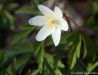 sasanka hajní (Rostliny), Anemone nemorosa (Plantae)