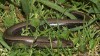 slepýš křehký (Plazi), Anguis fragilis (Reptilia)