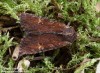 šedavka lemovaná (Motýli), Apamea crenata (Lepidoptera)