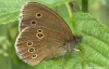 Okáč prosíčkový (Motýli), Aphantopus hyperanthus (Lepidoptera)