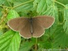 Okáč prosíčkový (Motýli), Aphantopus hyperanthus (Lepidoptera)