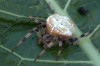 křižák čtyřskvrnný (Pavouci), Araneus quadratus (Arachnida)